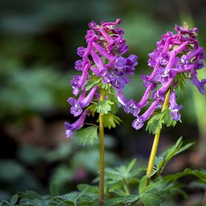 Preview wallpaper corydalis, flower, purple, plant