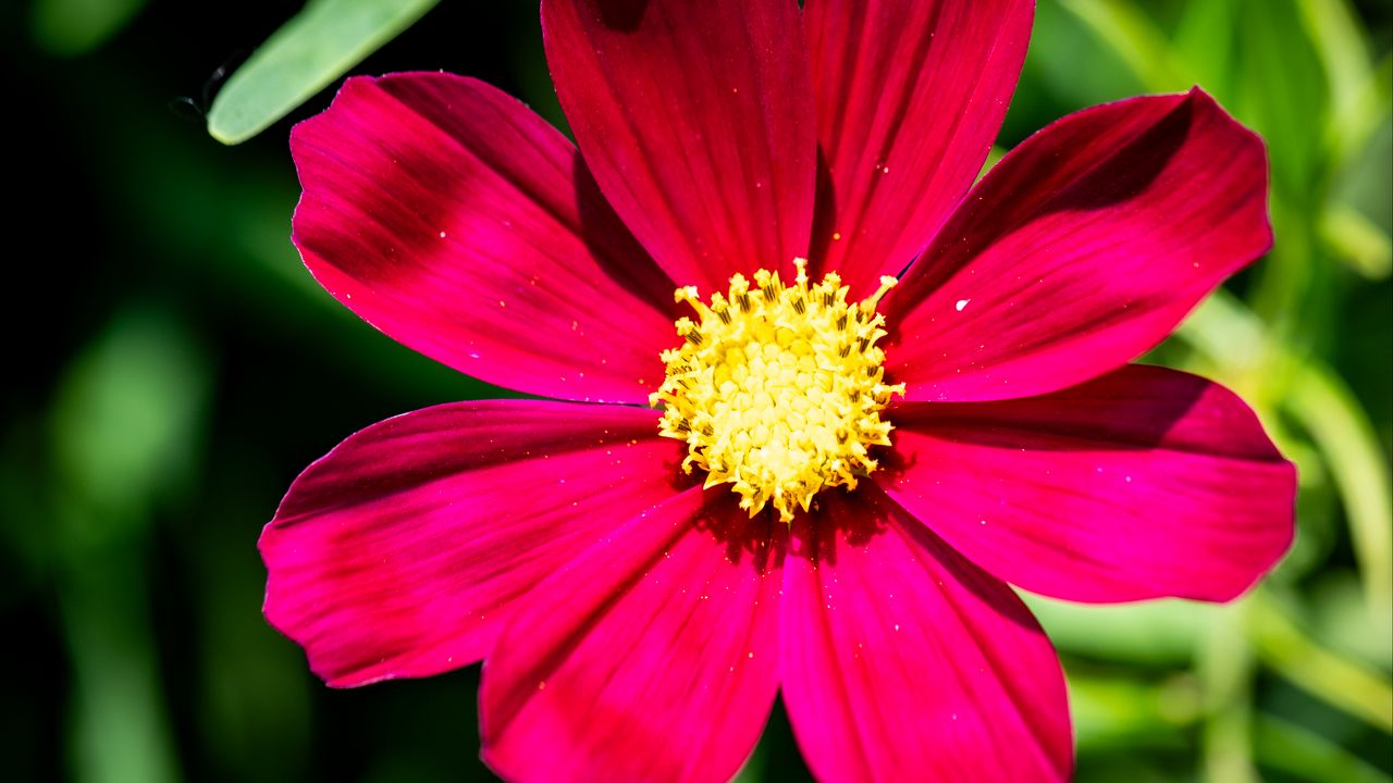 Wallpaper cosmea, flower, petals, pink, macro, flora