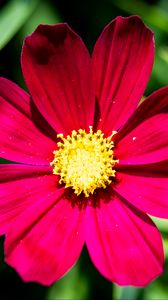 Preview wallpaper cosmea, flower, petals, pink, macro, flora