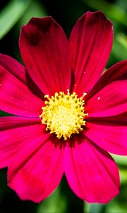 Preview wallpaper cosmea, flower, petals, pink, macro, flora