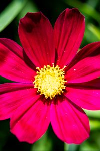 Preview wallpaper cosmea, flower, petals, pink, macro, flora