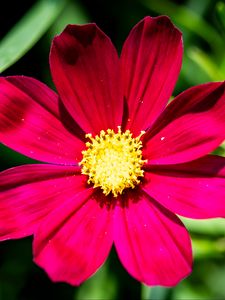 Preview wallpaper cosmea, flower, petals, pink, macro, flora