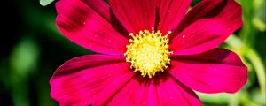Preview wallpaper cosmea, flower, petals, pink, macro, flora