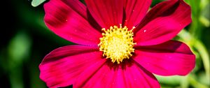 Preview wallpaper cosmea, flower, petals, pink, macro, flora