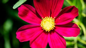 Preview wallpaper cosmea, flower, petals, pink, macro, flora