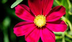 Preview wallpaper cosmea, flower, petals, pink, macro, flora