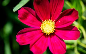 Preview wallpaper cosmea, flower, petals, pink, macro, flora
