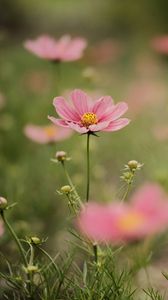 Preview wallpaper cosmea, flowers, petals, pink, blur