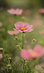 Preview wallpaper cosmea, flowers, petals, pink, blur