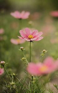 Preview wallpaper cosmea, flowers, petals, pink, blur