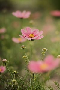 Preview wallpaper cosmea, flowers, petals, pink, blur