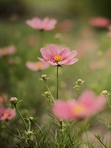 Preview wallpaper cosmea, flowers, petals, pink, blur