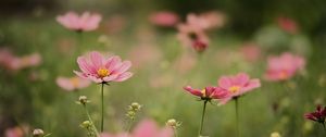 Preview wallpaper cosmea, flowers, petals, pink, blur