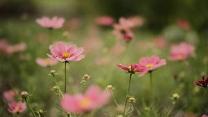 Preview wallpaper cosmea, flowers, petals, pink, blur