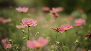 Preview wallpaper cosmea, flowers, petals, pink, blur