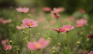 Preview wallpaper cosmea, flowers, petals, pink, blur