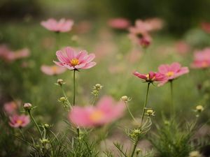 Preview wallpaper cosmea, flowers, petals, pink, blur