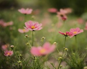 Preview wallpaper cosmea, flowers, petals, pink, blur