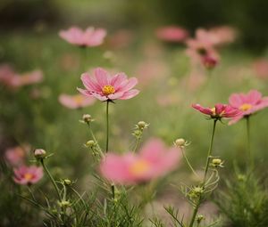 Preview wallpaper cosmea, flowers, petals, pink, blur