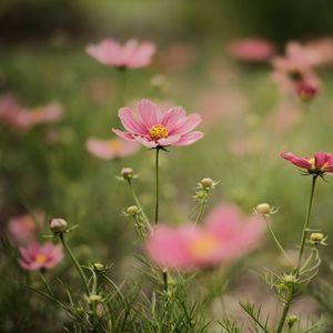 Preview wallpaper cosmea, flowers, petals, pink, blur