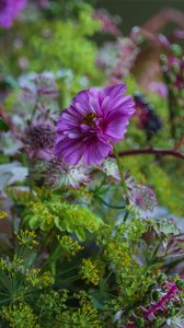 Preview wallpaper cosmea, flowers, plants, bush