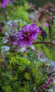 Preview wallpaper cosmea, flowers, plants, bush