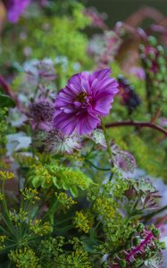 Preview wallpaper cosmea, flowers, plants, bush