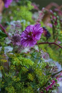 Preview wallpaper cosmea, flowers, plants, bush