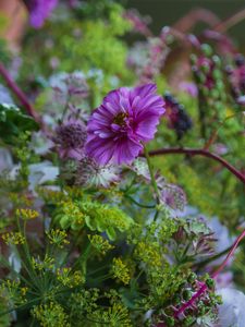 Preview wallpaper cosmea, flowers, plants, bush