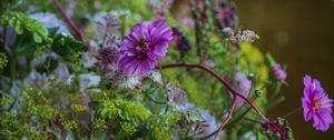 Preview wallpaper cosmea, flowers, plants, bush