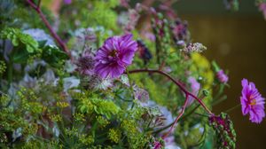 Preview wallpaper cosmea, flowers, plants, bush