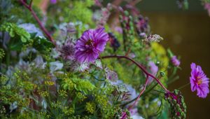 Preview wallpaper cosmea, flowers, plants, bush