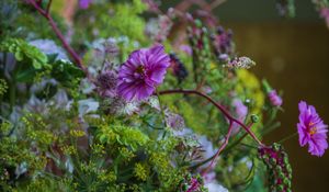 Preview wallpaper cosmea, flowers, plants, bush