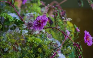 Preview wallpaper cosmea, flowers, plants, bush