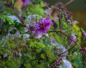 Preview wallpaper cosmea, flowers, plants, bush