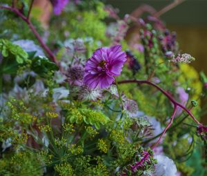 Preview wallpaper cosmea, flowers, plants, bush