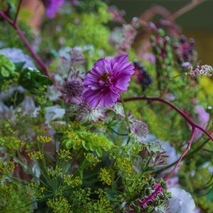 Preview wallpaper cosmea, flowers, plants, bush