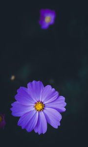 Preview wallpaper cosmea, lilac, flower, macro, blur