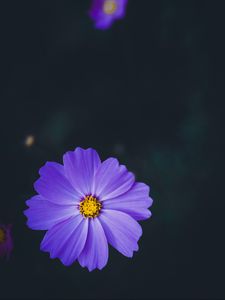 Preview wallpaper cosmea, lilac, flower, macro, blur