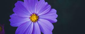 Preview wallpaper cosmea, lilac, flower, macro, blur