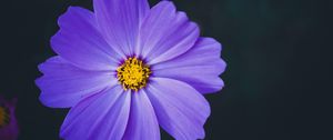 Preview wallpaper cosmea, lilac, flower, macro, blur