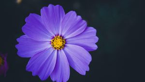 Preview wallpaper cosmea, lilac, flower, macro, blur