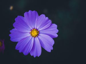 Preview wallpaper cosmea, lilac, flower, macro, blur