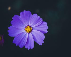 Preview wallpaper cosmea, lilac, flower, macro, blur