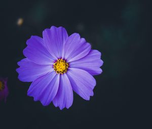 Preview wallpaper cosmea, lilac, flower, macro, blur