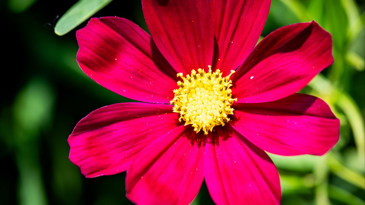 Wallpaper cosmea, petals, flower, red, leaves