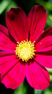 Preview wallpaper cosmea, petals, flower, red, leaves