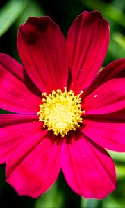 Preview wallpaper cosmea, petals, flower, red, leaves