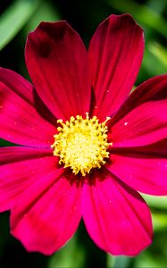 Preview wallpaper cosmea, petals, flower, red, leaves