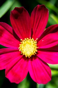 Preview wallpaper cosmea, petals, flower, red, leaves